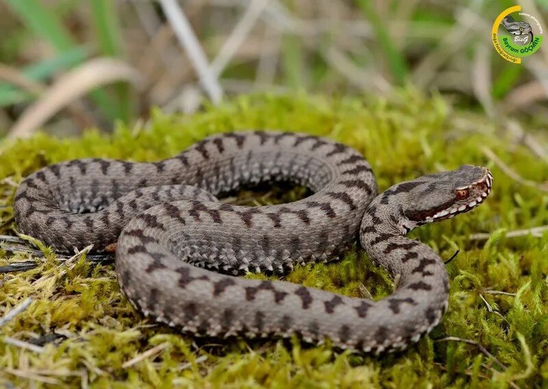 Гюрза змея Турция. Палестинская гадюка (Vipera Palaestinae). Гадюка Казнакова. Ядовитые змеи Турции. Змеи в турции