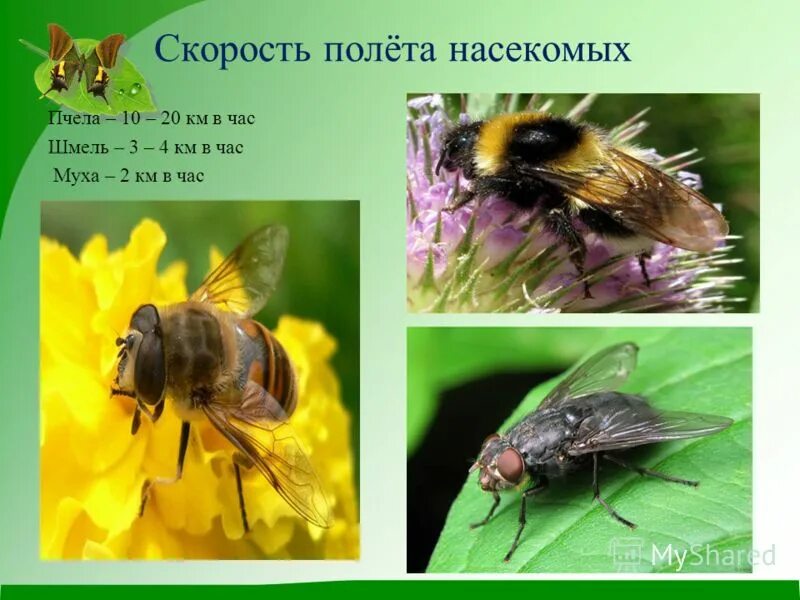 Скорость полета насекомых. Скорость полета насекомых таблица. Скорость полета мухи. Высота полета насекомых.
