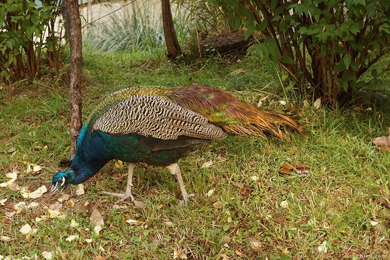 павлины питание. яванский павлин. павлины питаются. рацион для павлинов. обыкновенный павлин самка.