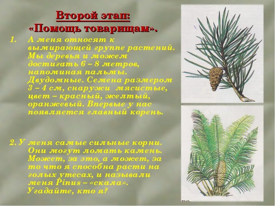 Какой тип питания характерен для сосны. Хвойные Голосеменные растения. Голосеменные отдел семенных растений. Представители отдела голосеменных растений. Систематика голосеменных растений.