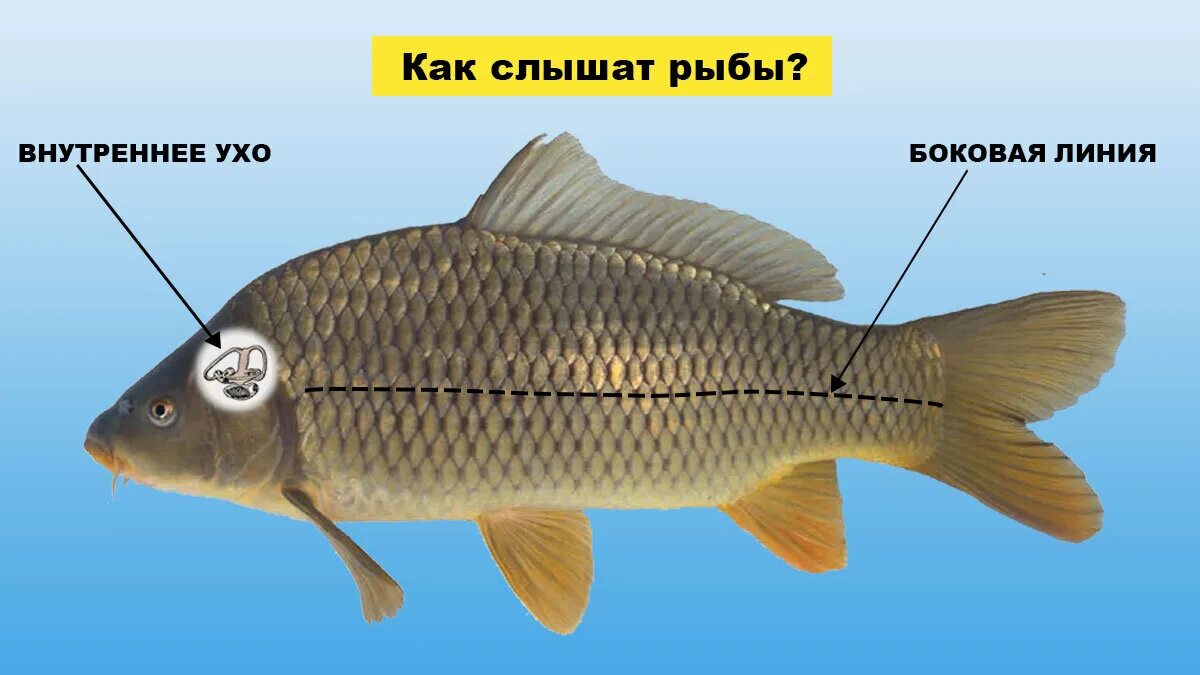 Органы боковой линии у каких рыб. Орган слуха у рыб. Рыба с ушами. Боковая линия у рыб. У рыб есть уши.