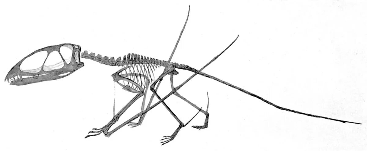 Диморфодон скелет. Птерозавр Диморфодон. Скелет Птерозавра. Диморфодон и птеродактиль. Летающий скелет
