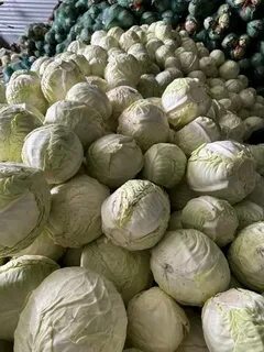 Капуста сорт анкома