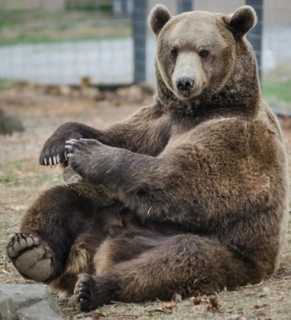 Bearr. Big Bear. Malbear фото. Tadiy Bearr. Bear s eye
