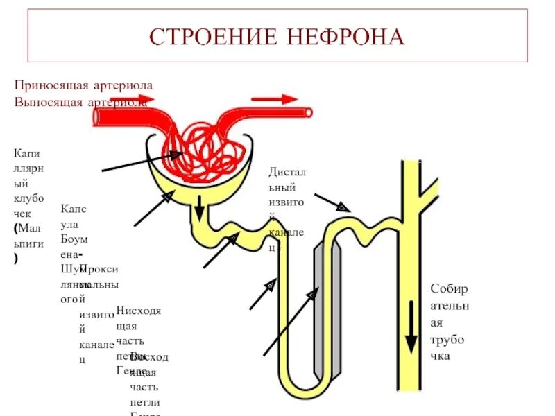 Нефрон почки гистология. Схема строения нефрона клубочек. Клубочек нефрона капсула Шумлянского Боумена. Структура клубочка нефрона. Нефрон капсула боумена