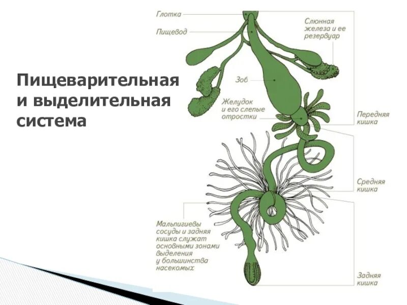 Какой класс имеет мальпигиевы сосуды. Выделительная система насекомых схема. Класс насекомые выделительная система. Строение выделительной системы насекомых. Строение пищеварительной системы насекомых.