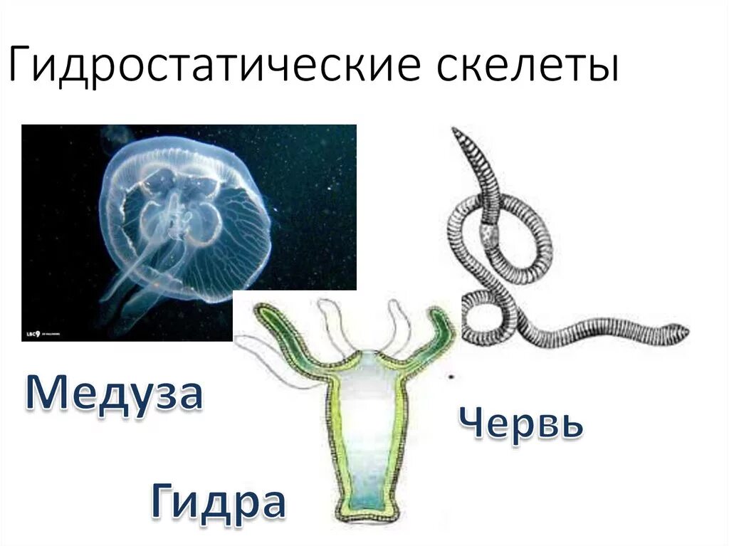 Простейшие кишечнополостные черви. Гидростатический скелет кольчатых червей. Гидростатический скелет червя. Гидроскелет у животных. Гидроскелет червей.