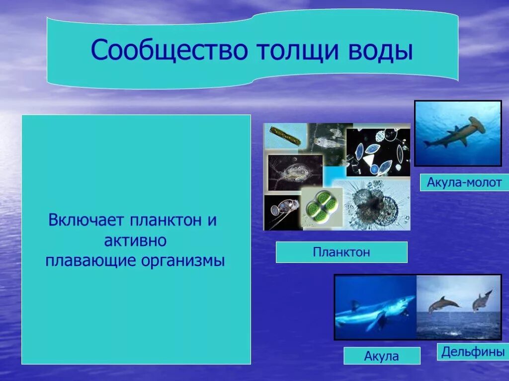 Сообщество толщи воды. Обитатели толщи воды. Организмы обитающие в толще воды. Планктон обитатели толщи воды.