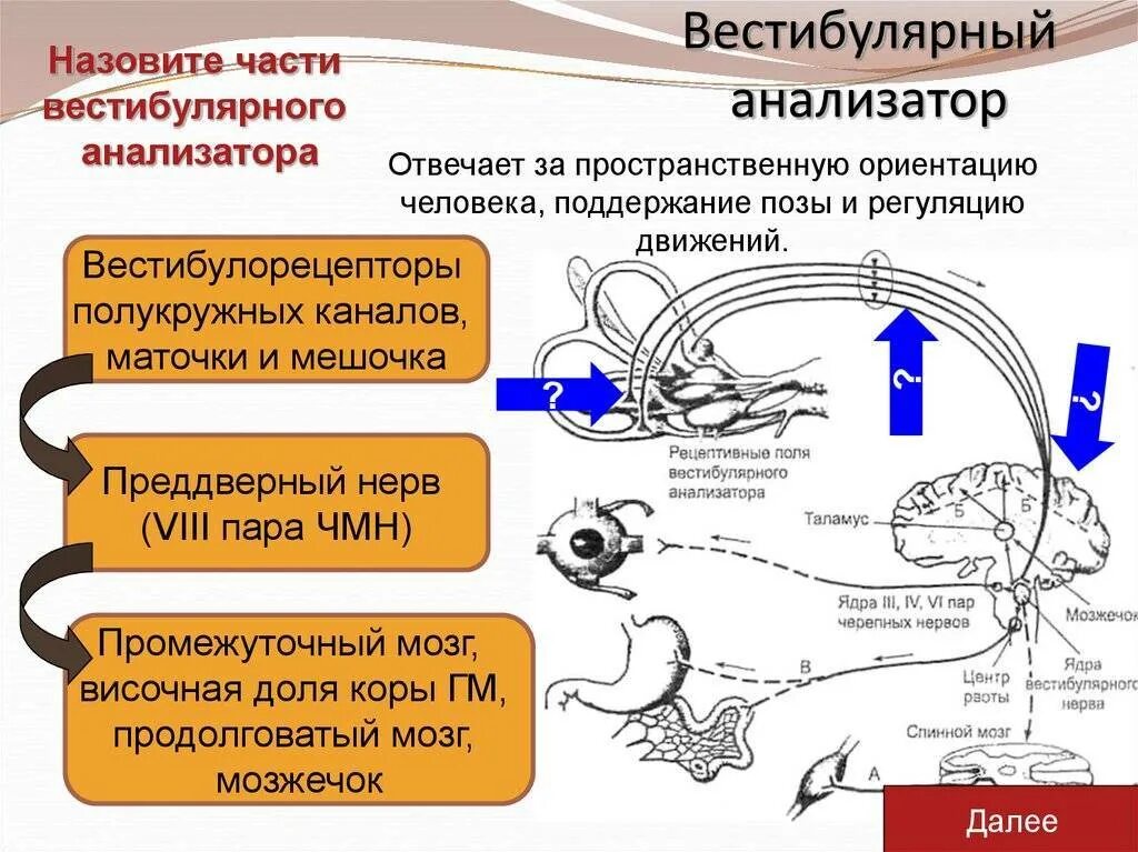 Какие структуры входят в состав вестибулярного аппарата. Проводниковый отдел вестибулярного анализатора. Строение вистибюрального анализатора. Вестибулярный анализатор строение. Вестибулярный анализатор строение физиология.