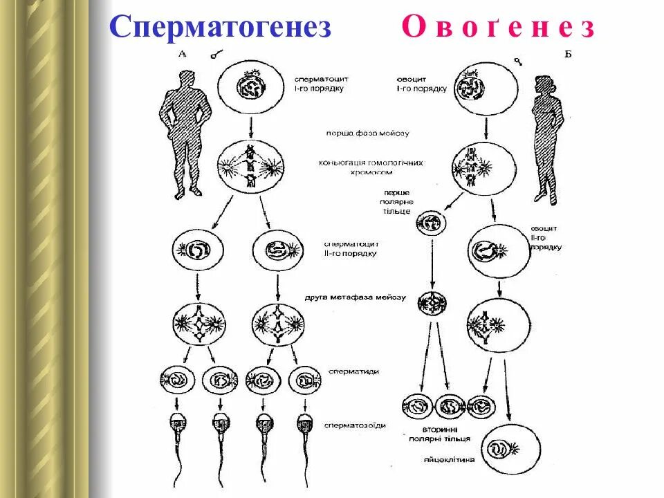 Установите последовательность этапов овогенеза образование ооцитов. Схема сперматогенеза. Фазы сперматогенеза схема. Схема процесса сперматогенеза. Схема сперматогенеза и овогенеза.