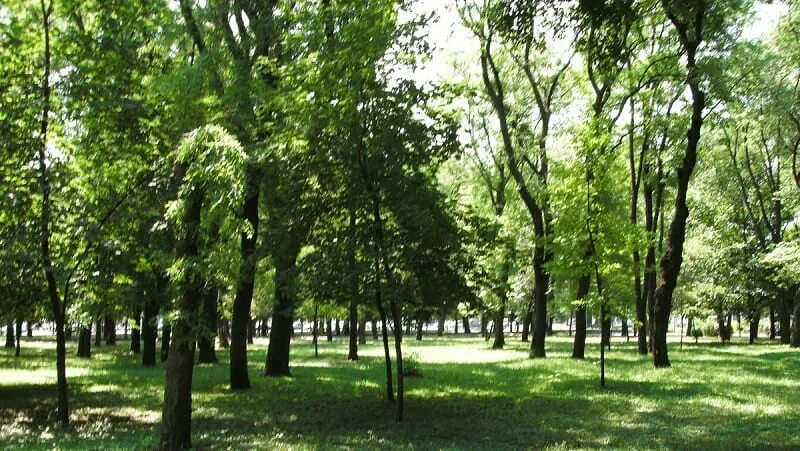 Парк вересаева. Ростов парк вересаева. Вересаева фонтан ростов на дону. Парк вересаева ростов. Парка на улице вересаева.