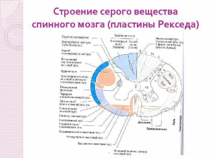 Пластина мозга. Пластины Рекседа и ядра спинного мозга. Серое вещество спинного мозга. Строение спинного мозга ядра. Ядра серого вещества спинного мозга.