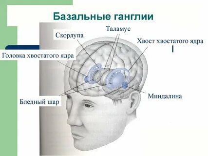 Роль базальных движений