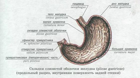 Отделы желудка анатомия латынь. Строение желудка анатомия латынь. Желудок анатомия латынь оболочки. Строение желудка Синельников. Слизистый на латинском