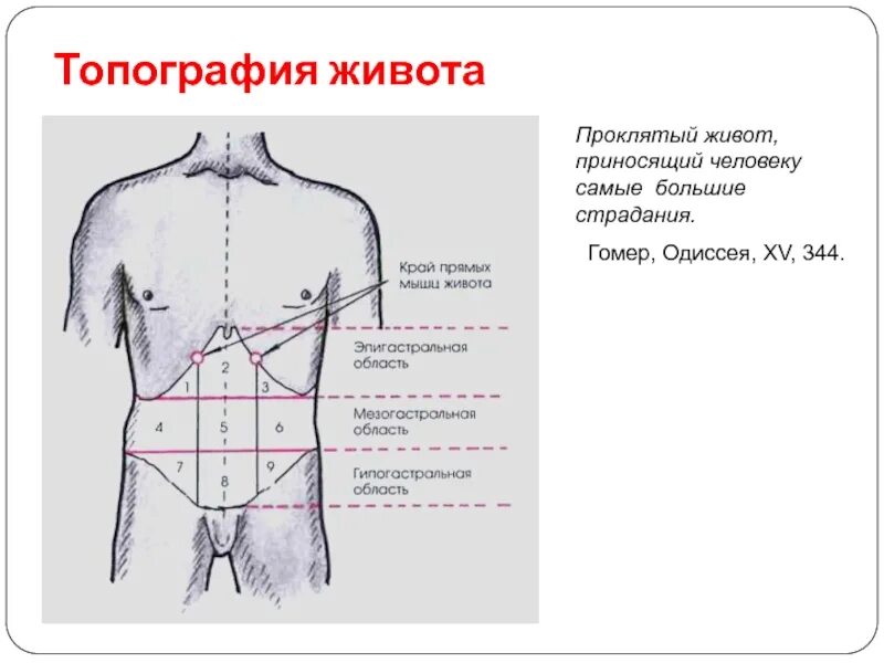 Топография живота. Эпигастральная область. Эпигастральной области живота. Где находится эпигастрий у человека. Веса в области живота и