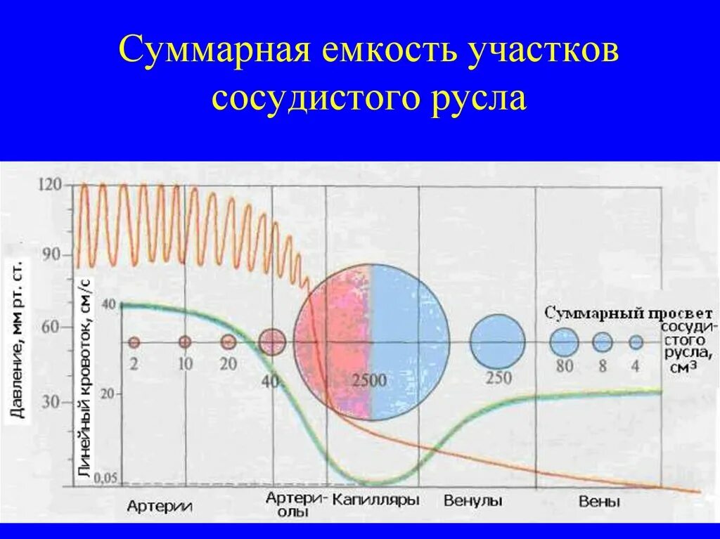 Суммарная площадь капилляров