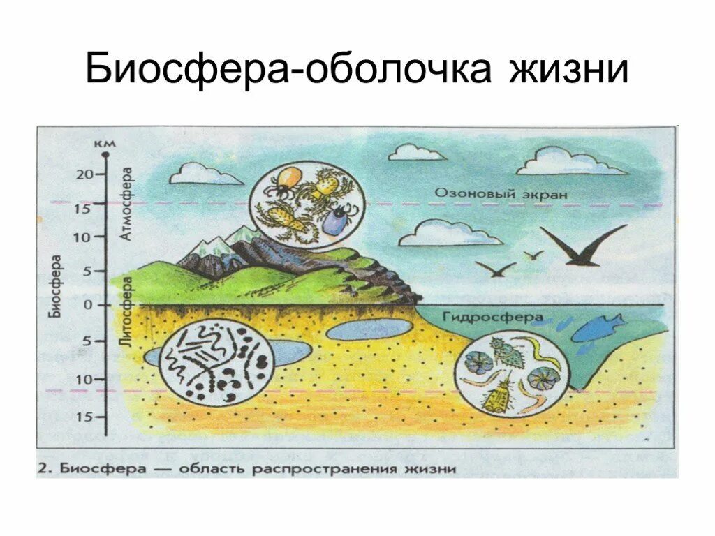 Конспект биосфера оболочка жизни. Биосфера. Биосфера картинки. Постер на тему Биосфера. Биосфера рисунок.