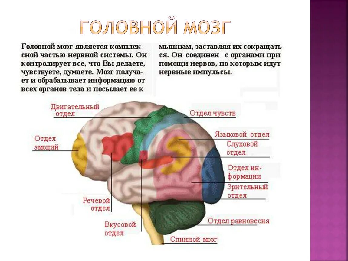 Отделы головного мозга отвечающие за память человека. Отдел головного мозга отвечающий за память память. Структуры головного мозга отвечающие за память. Отдел головного мозга +отвечающий за кратковременную память. Память в каком отделе мозга