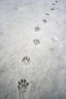 След росомахи