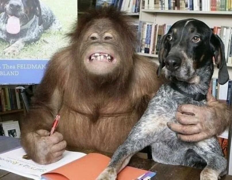 Орангутан сурия и собака роско. Обезьяна и собака прикольное. Собака шимпанзе. Необычная дружба животных. Щенок и обезьянка.