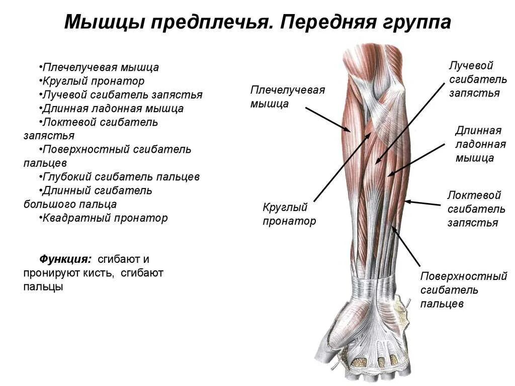 Мышцы предплечья анатомия человека. Функции передней мышцы предплечья. Сгибатели предплечья мышцы анатомия. Мышцы предплечья анатомия задняя группа. Внутренняя поверхность плеча