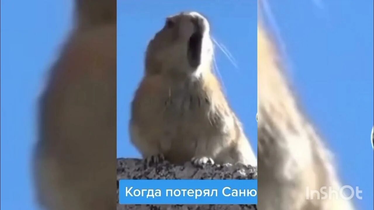 Хомяк санек. Мем санек суслик. сань саня санек суслик. саня санёк хомяк. потеряли саню.