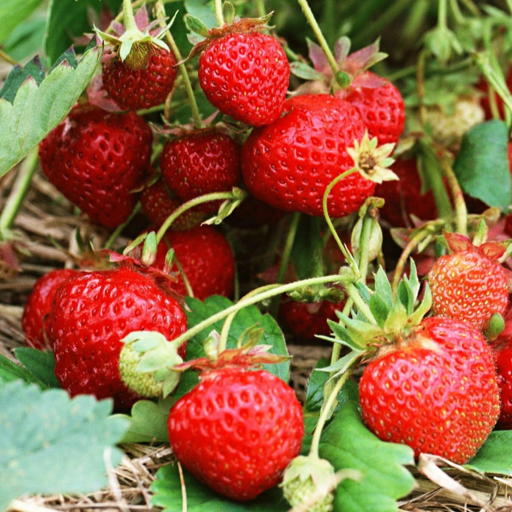 Сорт клубники бордового цвета. Витязь клубника сорт. клубника кимберли. осокорянка клубника. клубника рубиновый кулон.