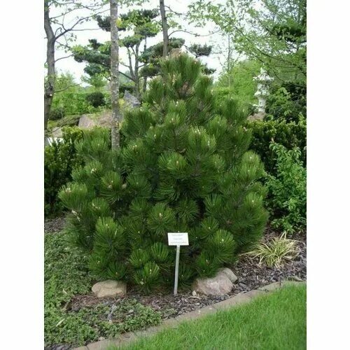 Сосна белокорая Малинки: купить в Москве саженцы Pinus leucodermis Malinki в пит