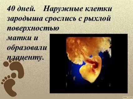 В какой среде развивается зародыш