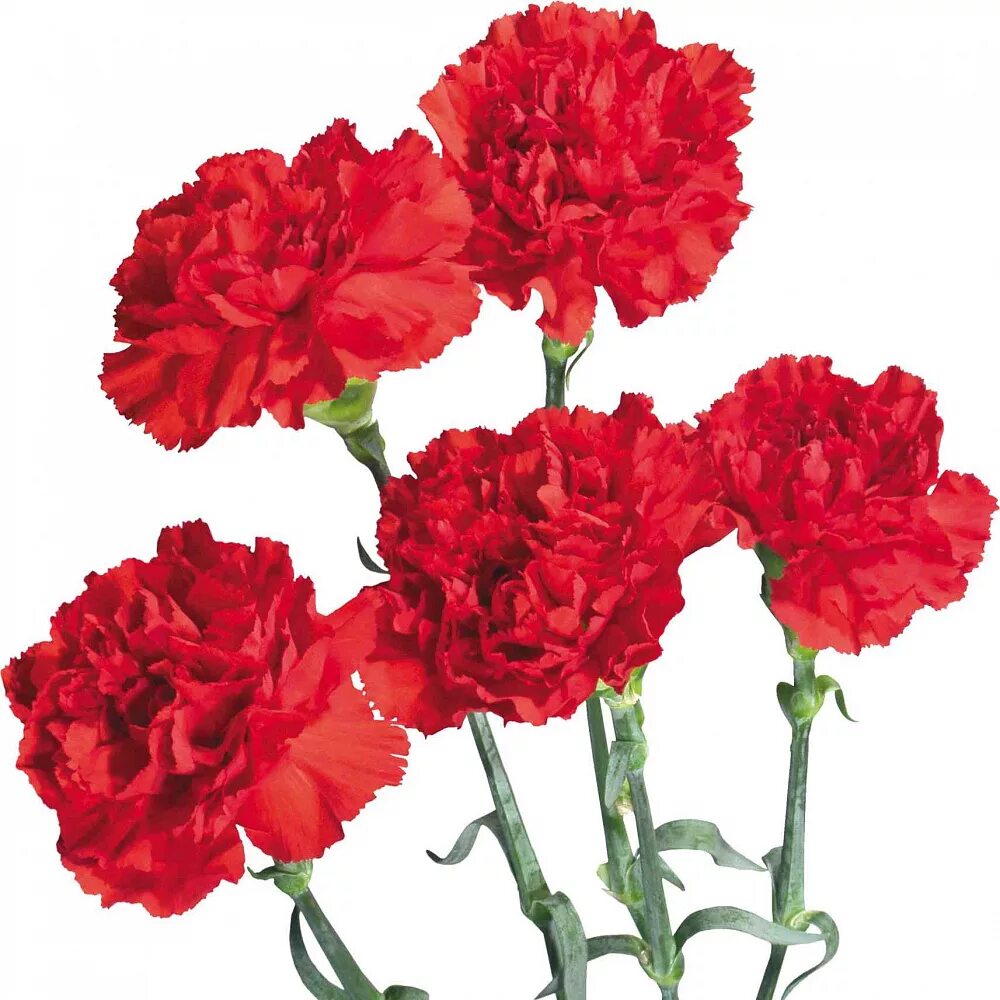 Гвоздики можно. Диантус красный. Dianthus Red гвоздика. Колумбийская гвоздика. Гвоздика Леже марун.