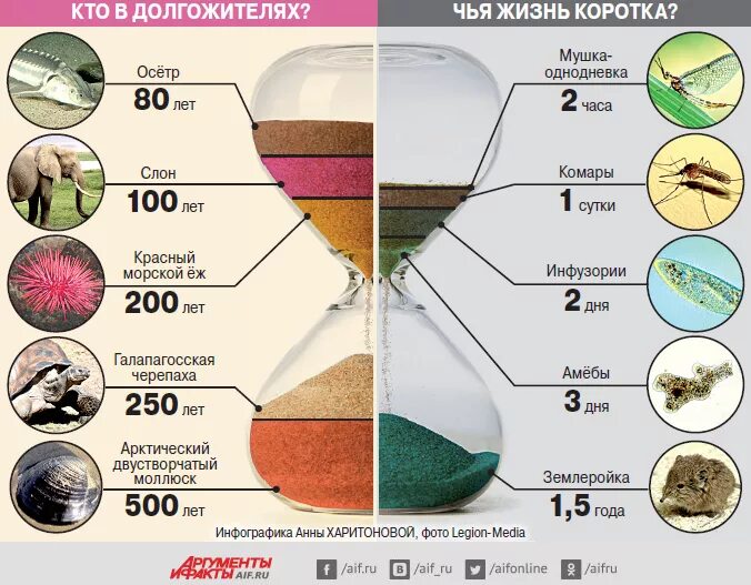 Сколько лет живут животные таблица окружающий Формула расчета продолжительности жизни. Биоритмы, или Как стать здоровым