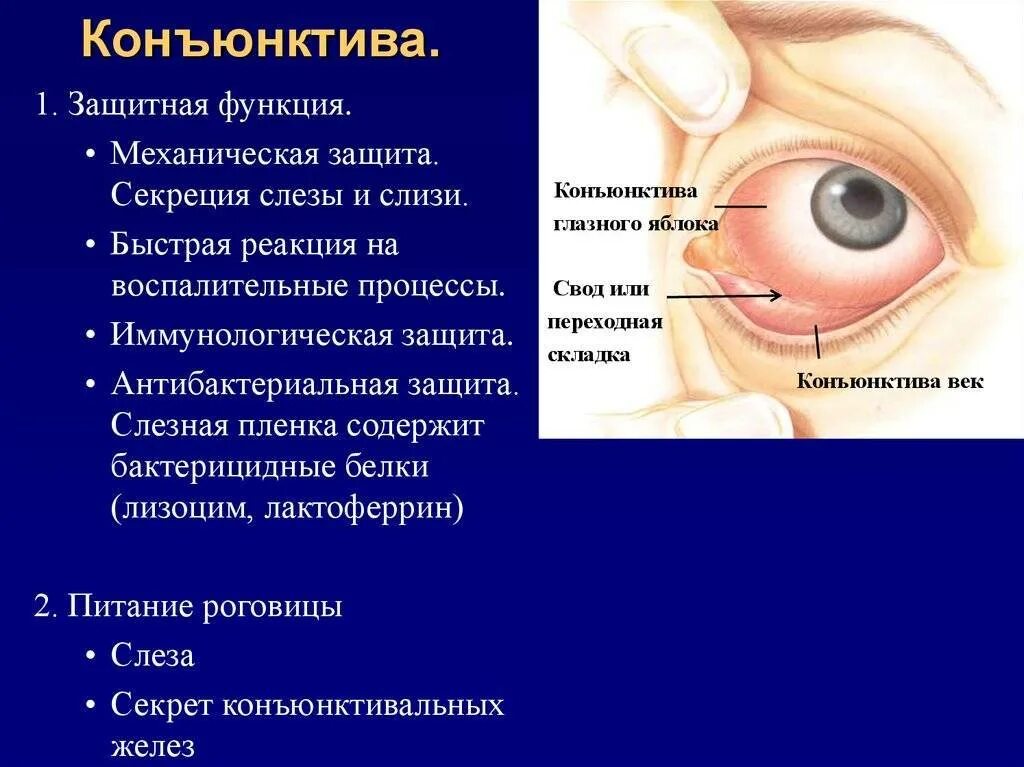 Нижнее веко закрывает глаз. Строение глаза мешок глаза конъюнктивальный. Конъюнктивит мешок конъюнктивальный мешок. Киста конъюнктивы склеры. Строение глаза конъюнктивит.