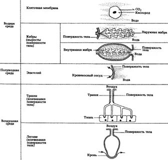 Развитие кислород