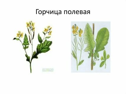 Листья крестоцветных растений