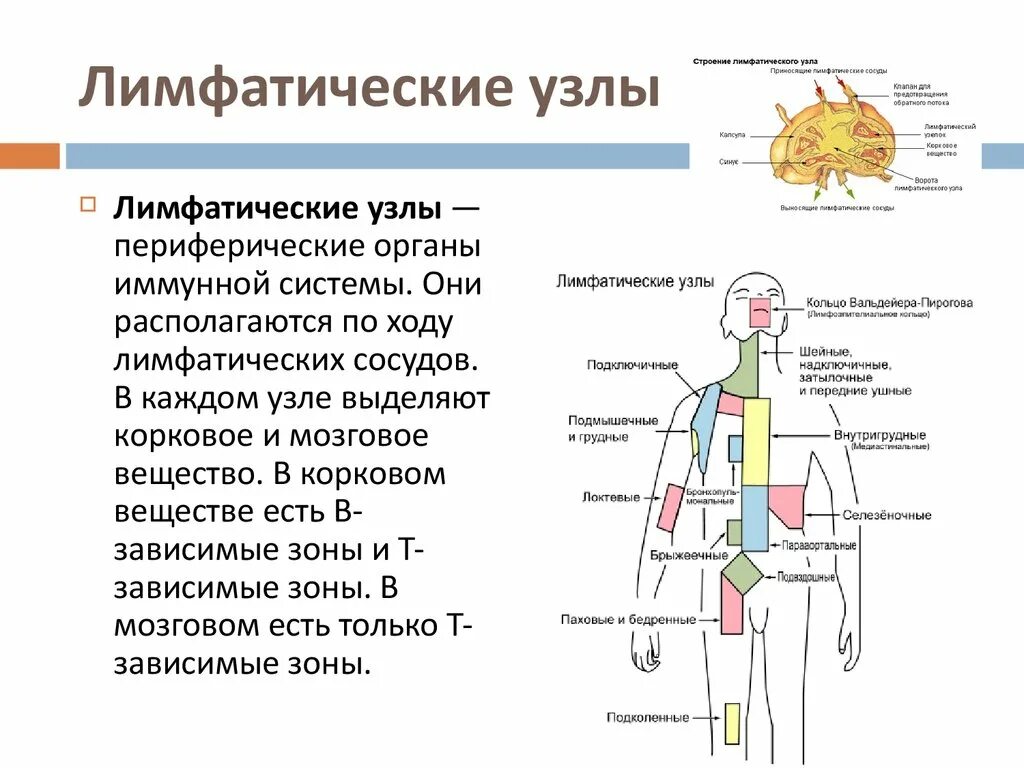 Таблица регионарные лимфатические узлы области тела. Регионарные лимфатические узлы схема. Схема расположения регионарных лимфатических узлов. Лимфатическая система таблица лимфатические узлы. Таблица лимфоузлов