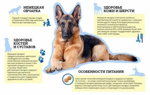 3 5 месяца собаке