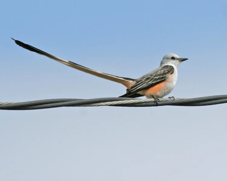 Какая птица имеет хвост. Scissor-tailed Flycatcher. Хвост птицы. Птица с двумя хвостами. Птица хвост ножницы.