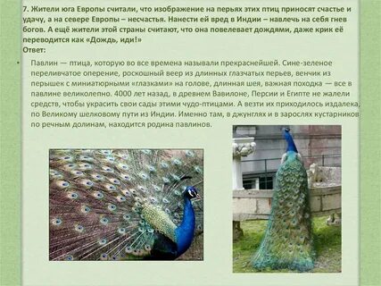 Павлин поддайся искушению