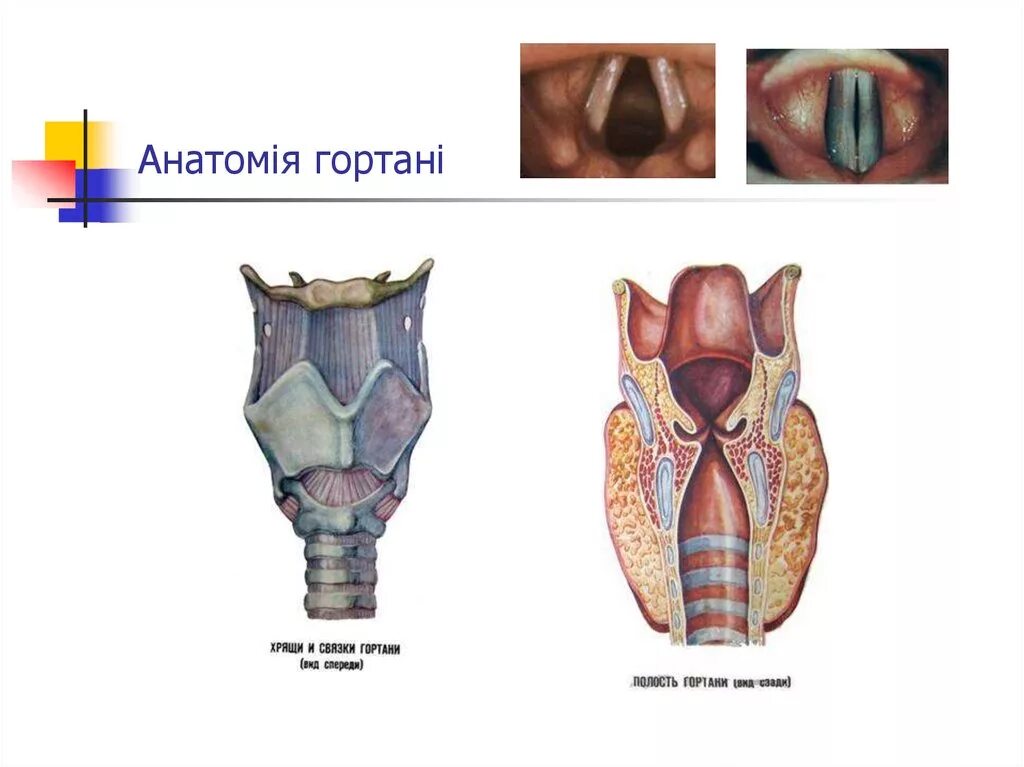 Гортань реферат