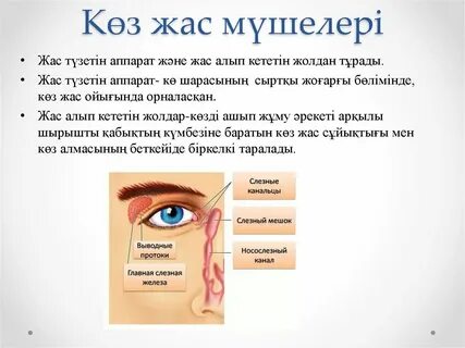 Пибоди мен Шерманды жоғары сапада көріңіз