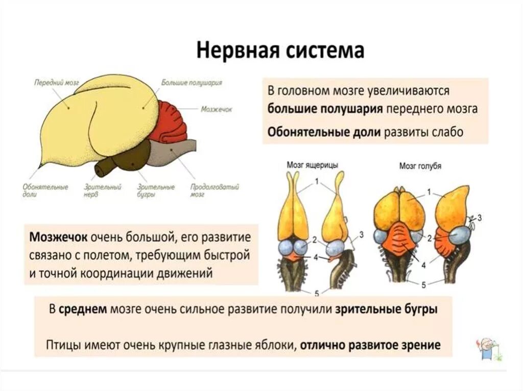 Состав головного мозга птиц. Головной мозг голубя. Какой мозг у голубя. Головной мозг голубя схема. Общая характеристика мозга птицы.