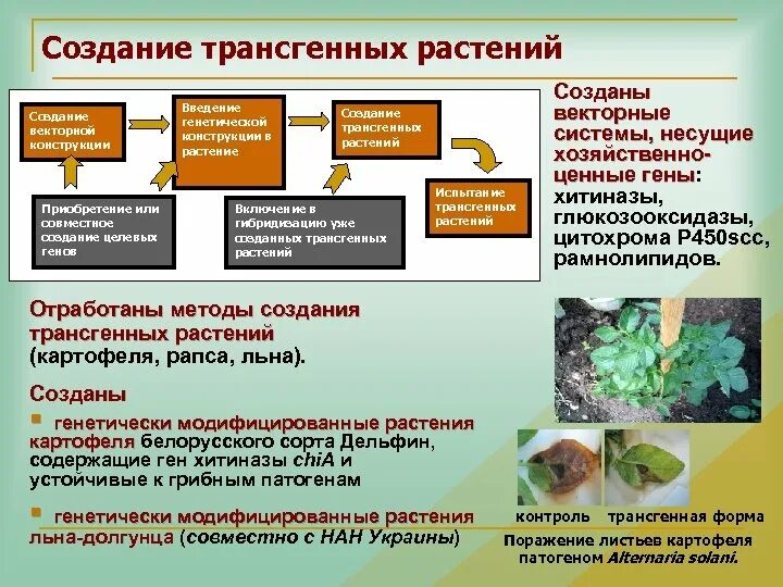 Этапы получения трансгенных растений. Схема получения трансгенных растений. Методы создания трансгенных растений. Этапы получения трансгенного растения. Установите последовательность этапов выращивания растения