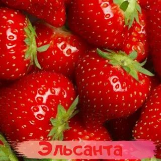 Видеть клубнику