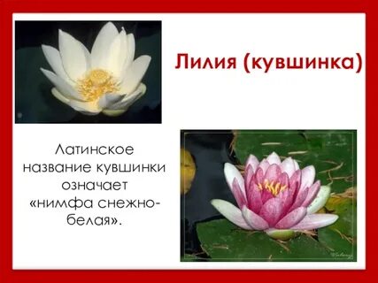 Лилия на языке цветов