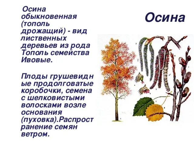 Как появилась поговорка дрожит как осиновый лист. Осина краткое описание для гербария. Осина обыкновенная Тополь дрожащий. Тополь дрожащий осина дерево. Тополь дрожащий осина семена.