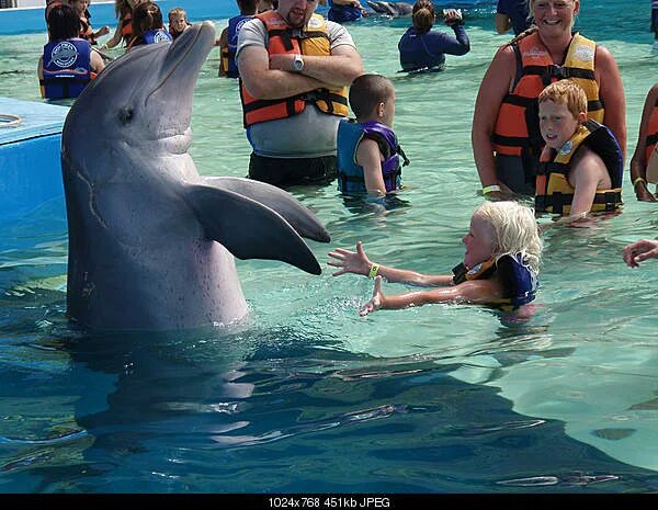 Есть ли дельфин людей. Дельфины опасны для человека. Дельфин опасен для человека. Дельфин и дельфиненок.