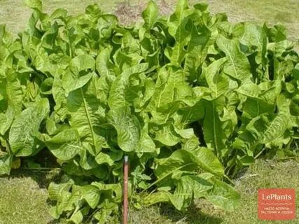 Хрен культурный