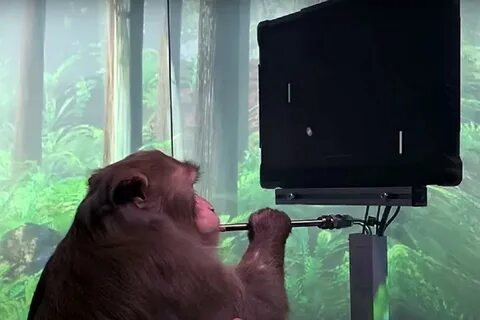 Deepeggs video