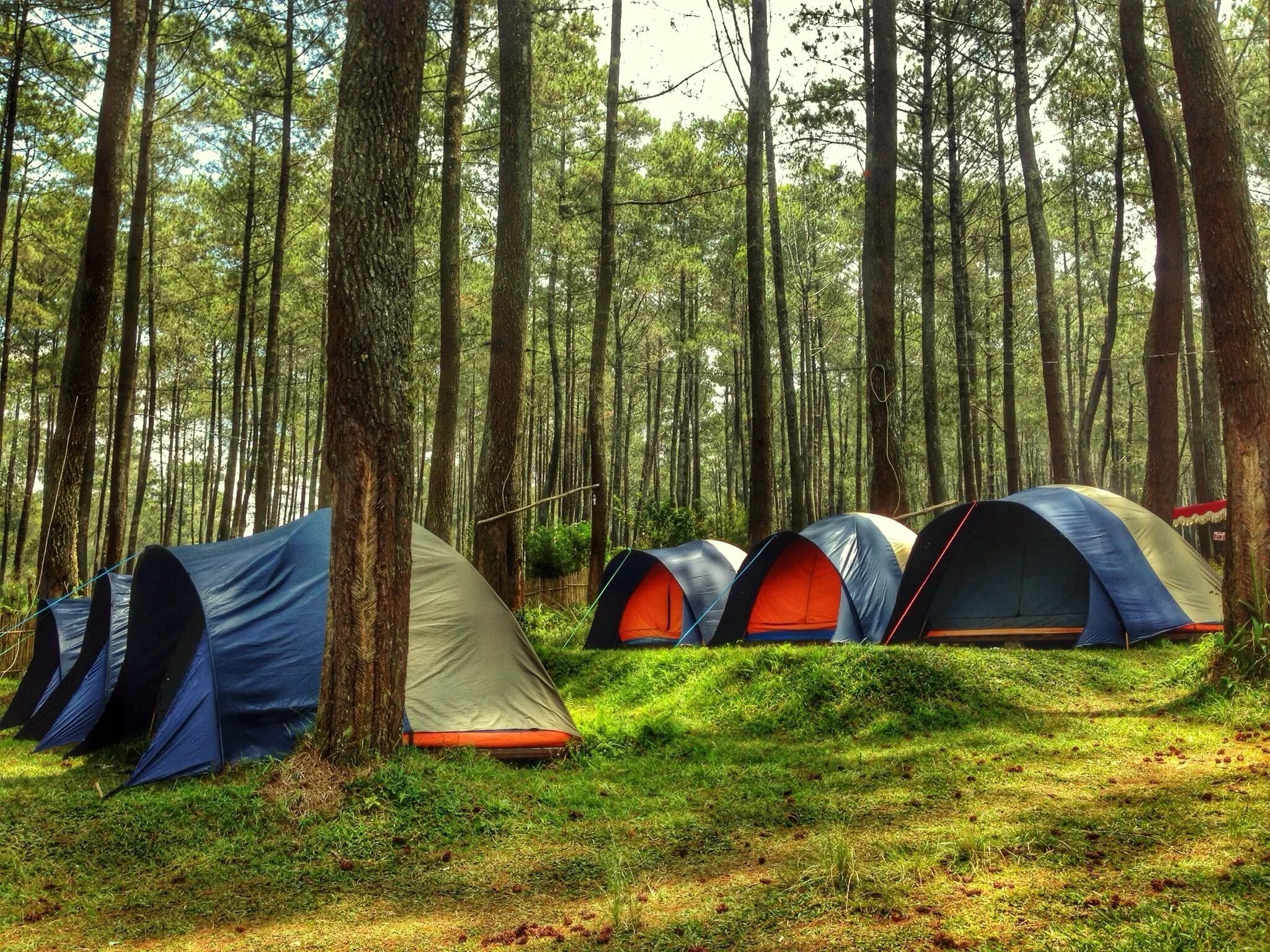Меню палаточный лагерь. Беловежская пуща кемпинг. Палаточный лагерь. Палатка спорт. Палаточные лагеря в США.