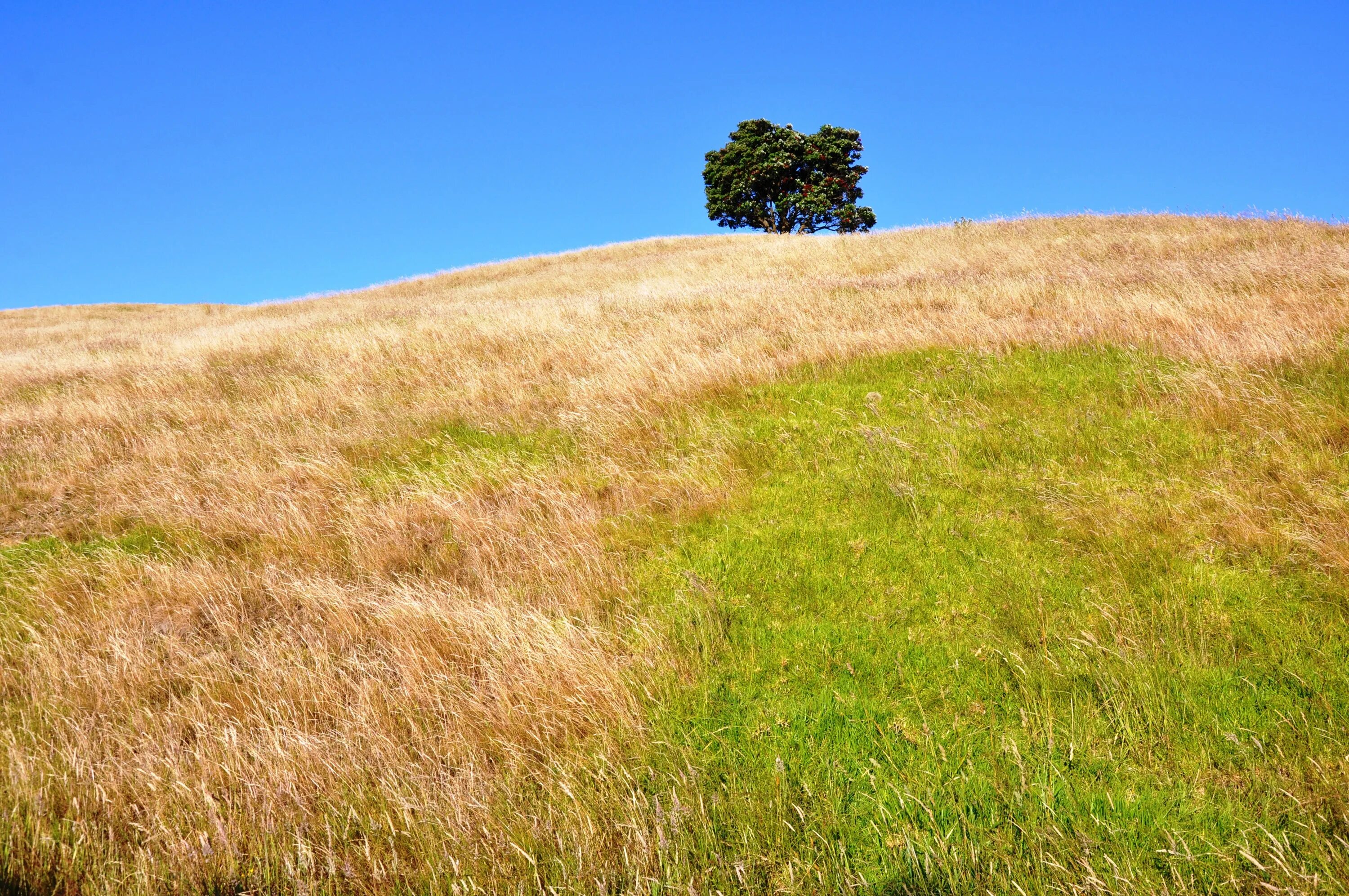 Невысоком холме. Grassland. Картинки на слово grassland. Холмы пастбища поле снег картинки. Grassland Cemetery background.